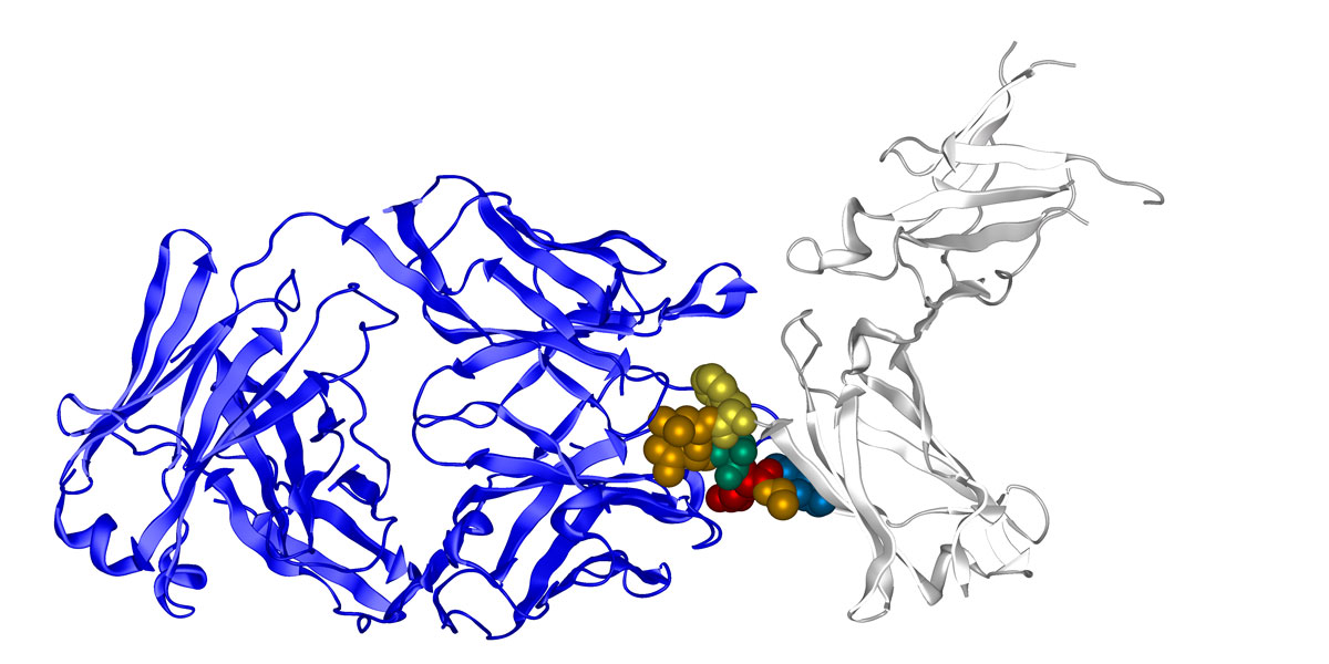 Dupilumab IL4-R